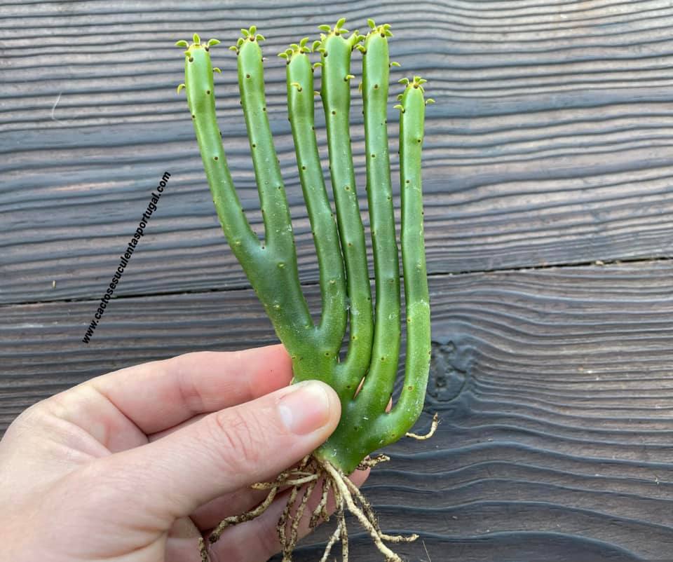 Euphorbia alluaudi, extra ramificada