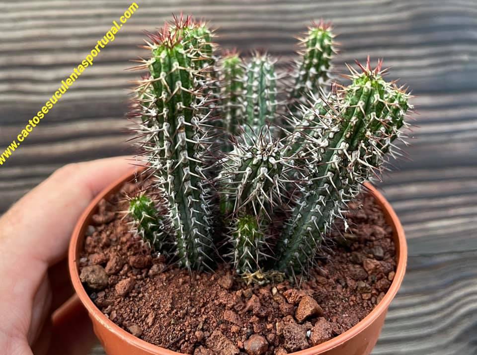 Euphorbia baioensis