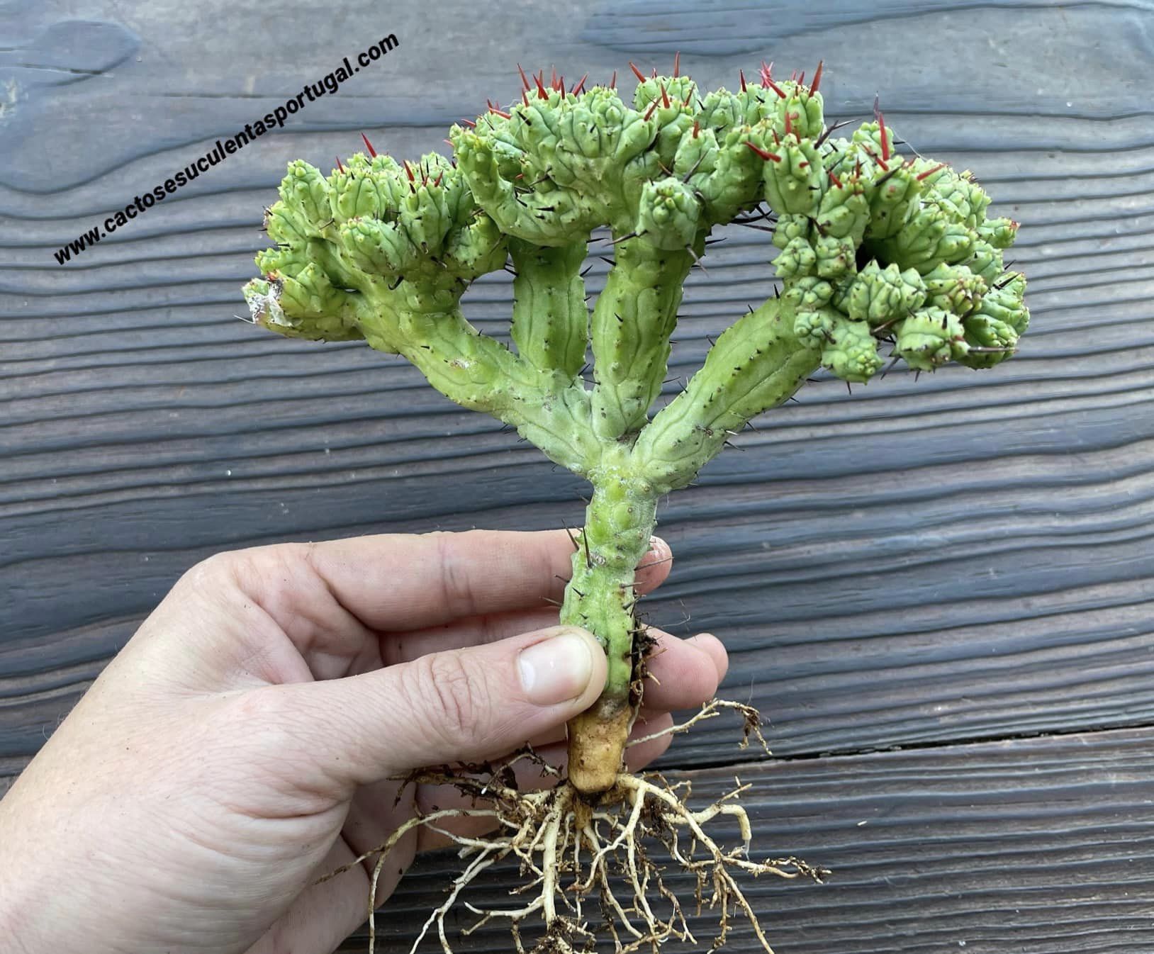 Euphorbia enopla form. cristata