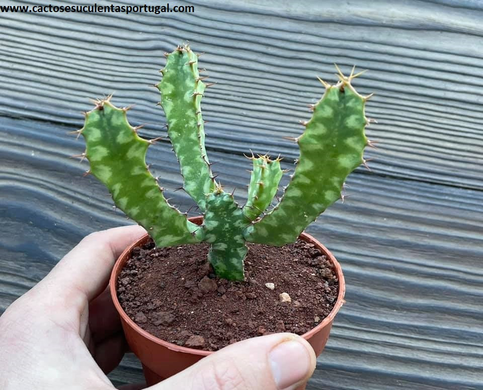 Euphorbia lactea