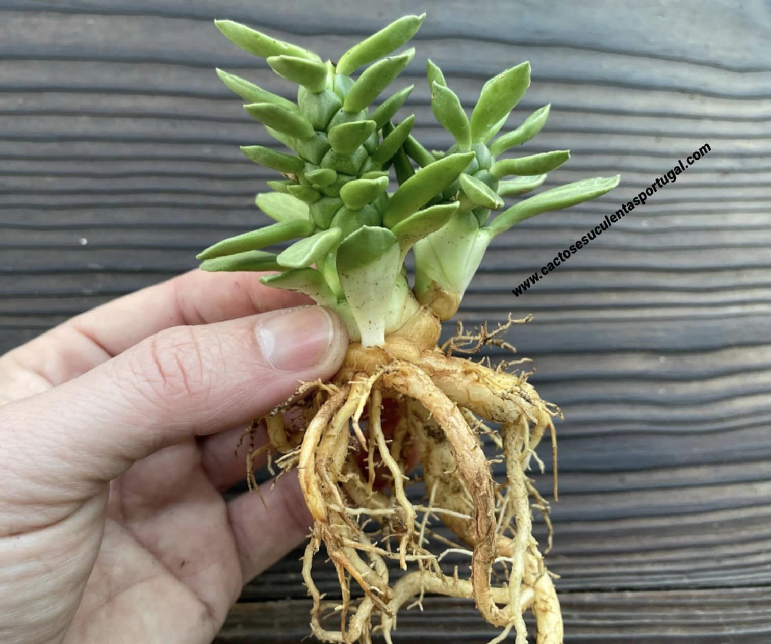 Euphorbia lugardiae, Monadenium lugardiae