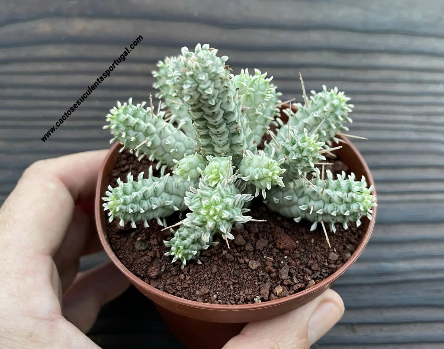 Euphorbia mammillaris variegata