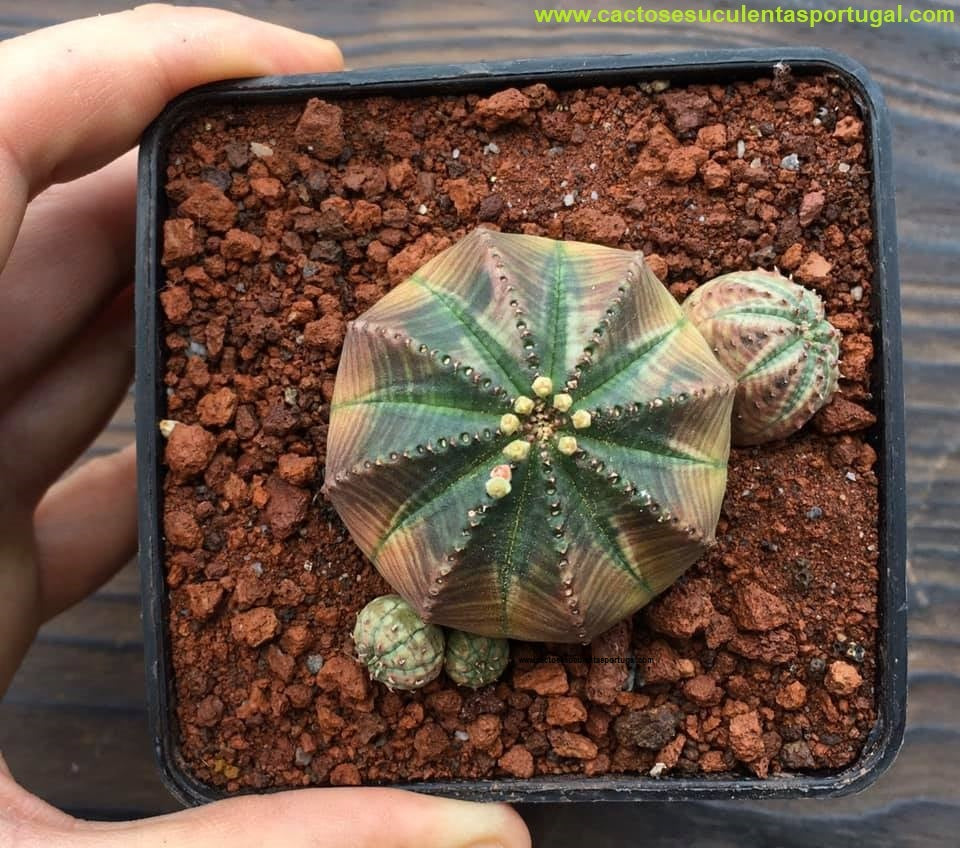 euphorbia obesa variegata Euphorbia obesa subs. symmetrica variegata, EINZELN