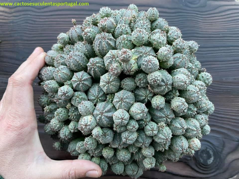 Euphorbia pseudoglobosa