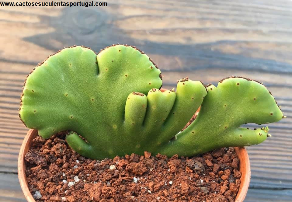 Euphorbia alluaudi cristata