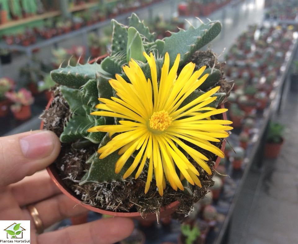 Faucaria tuberculosa