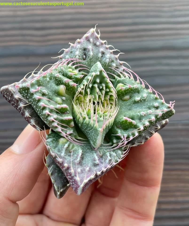 Faucaria tuberculosa f. monstruosa "variation pink tones"