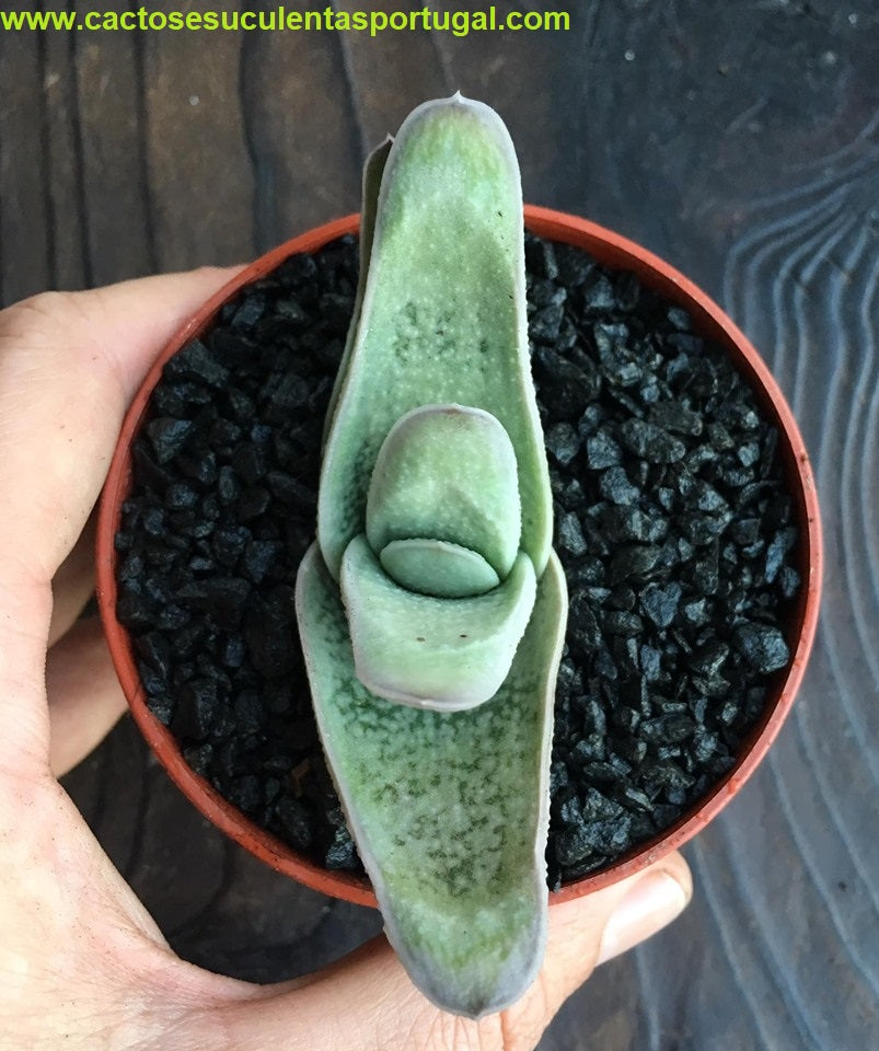 Gasteria x Aloe Green Ice