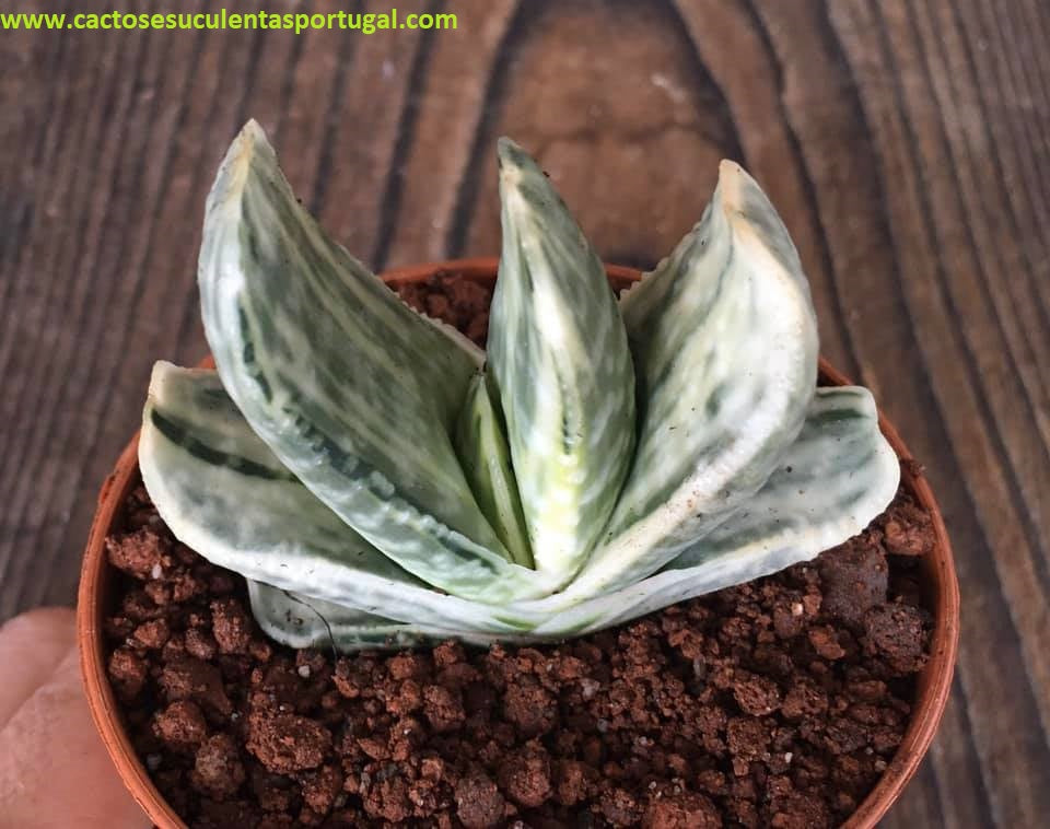 Gasteria Sakura Fuji variegata