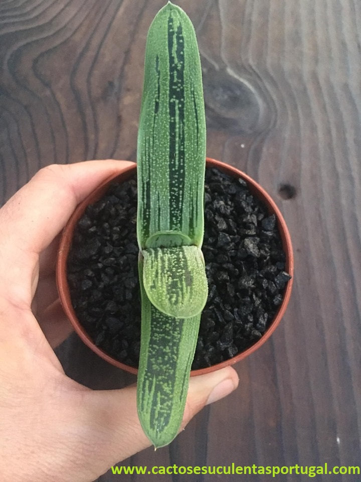 Gasteria batesiana cv. Little Warty