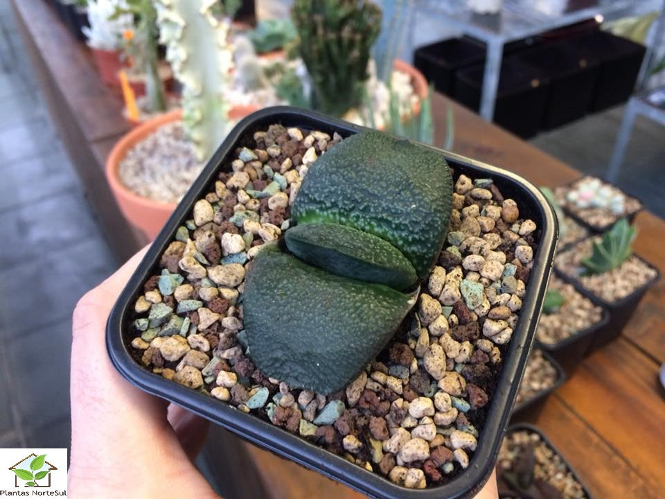 Gasteria armstrongii