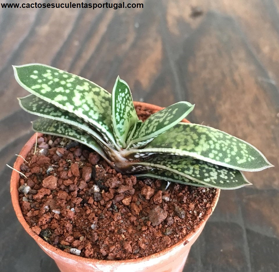Gasteria bicolor var. liliputana