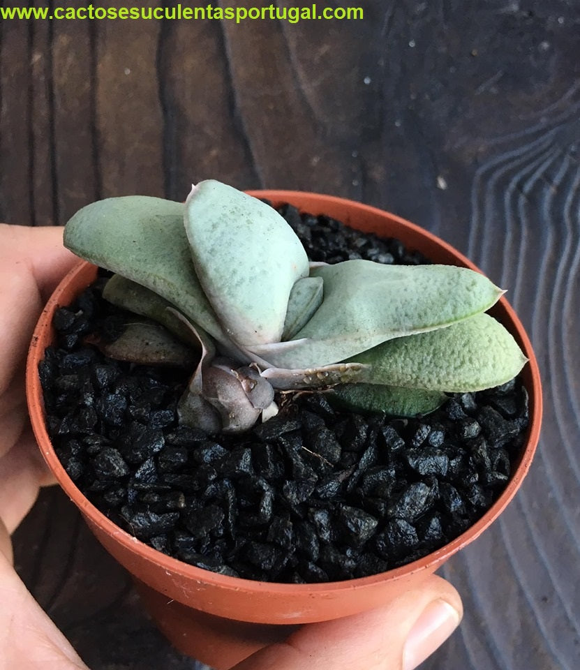 Gasteria glomerata