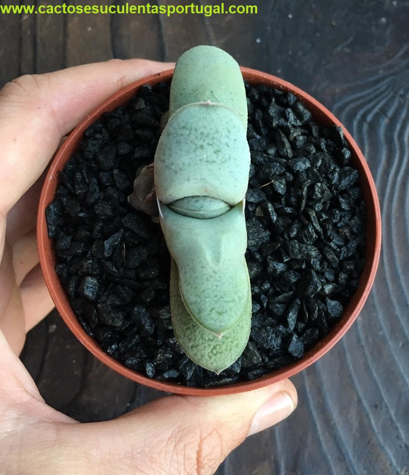 Gasteria glomerata