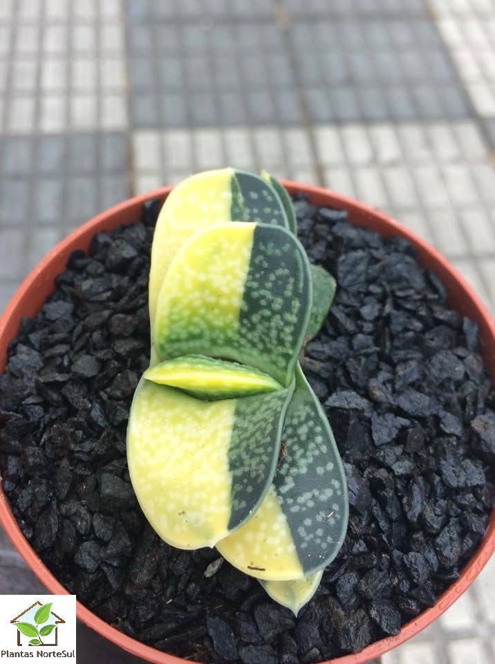 Gasteria gracilis variegata