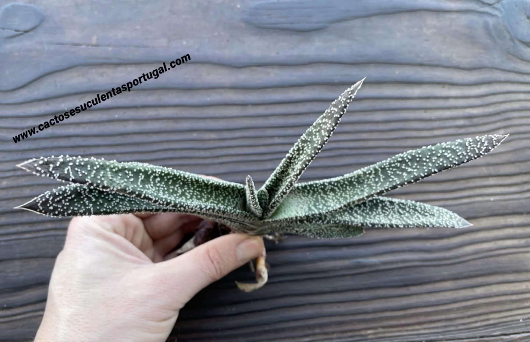 Gasteria carinata var. verrucosa