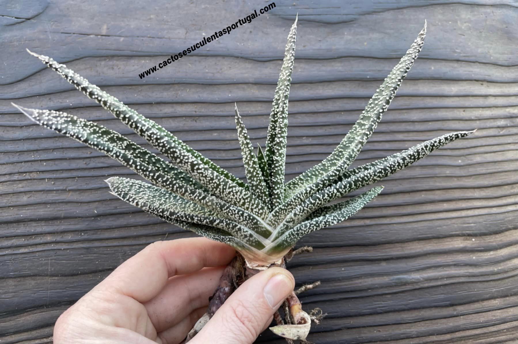 Gasteria carinata var. verrucosa