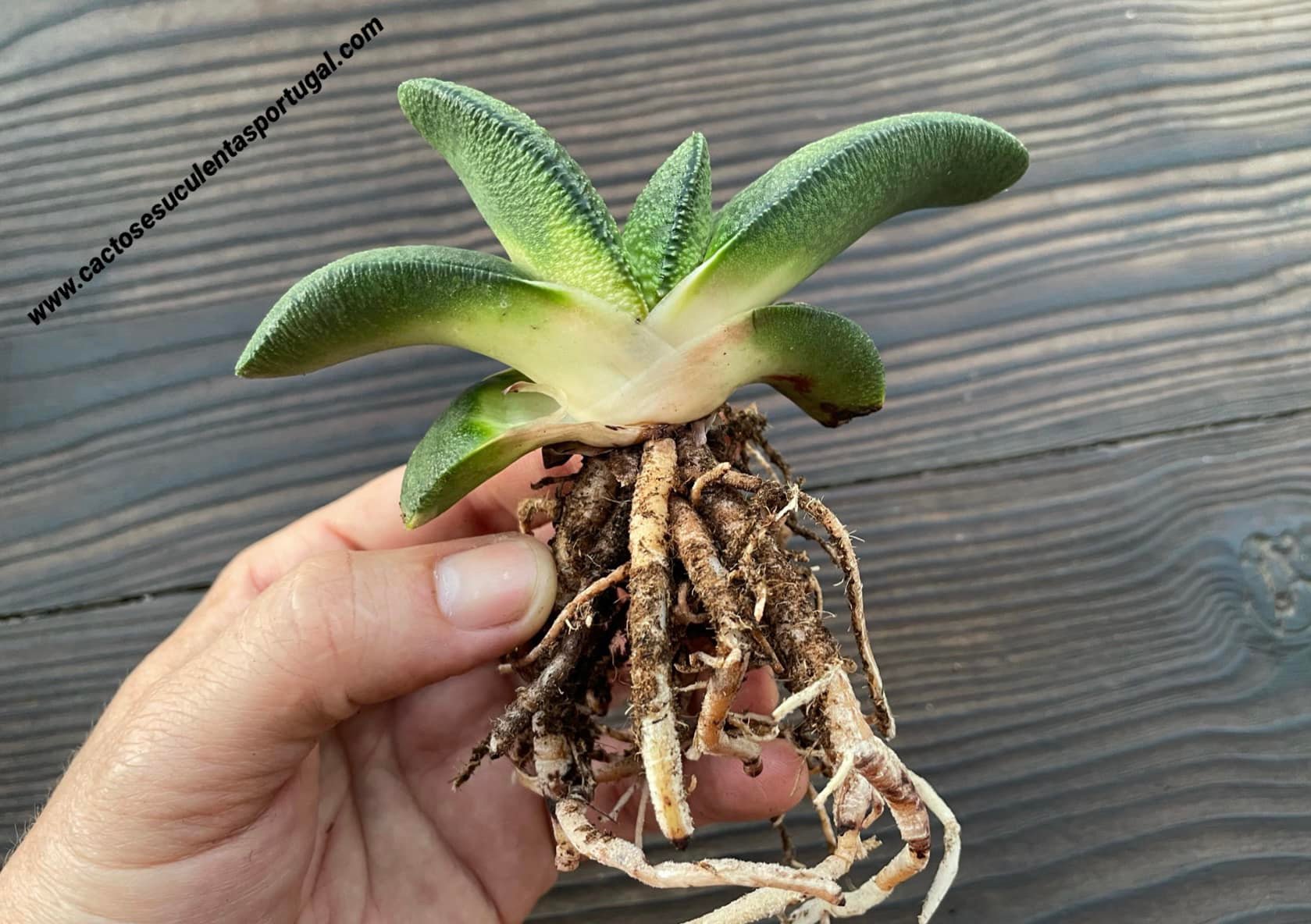 Gasteria nitida var. armstrongii