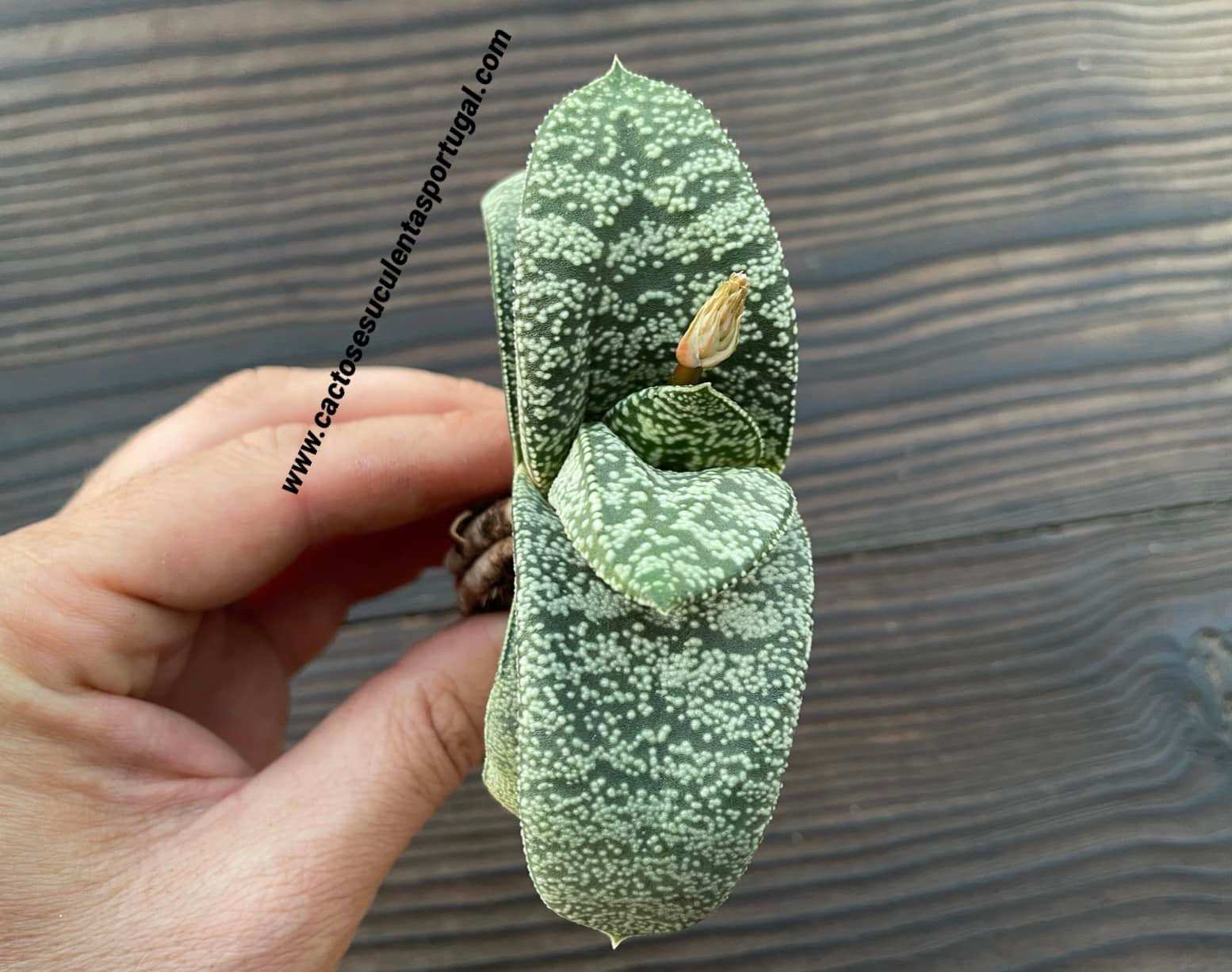 Gasteria nitida var. armstrongii - clone 2020