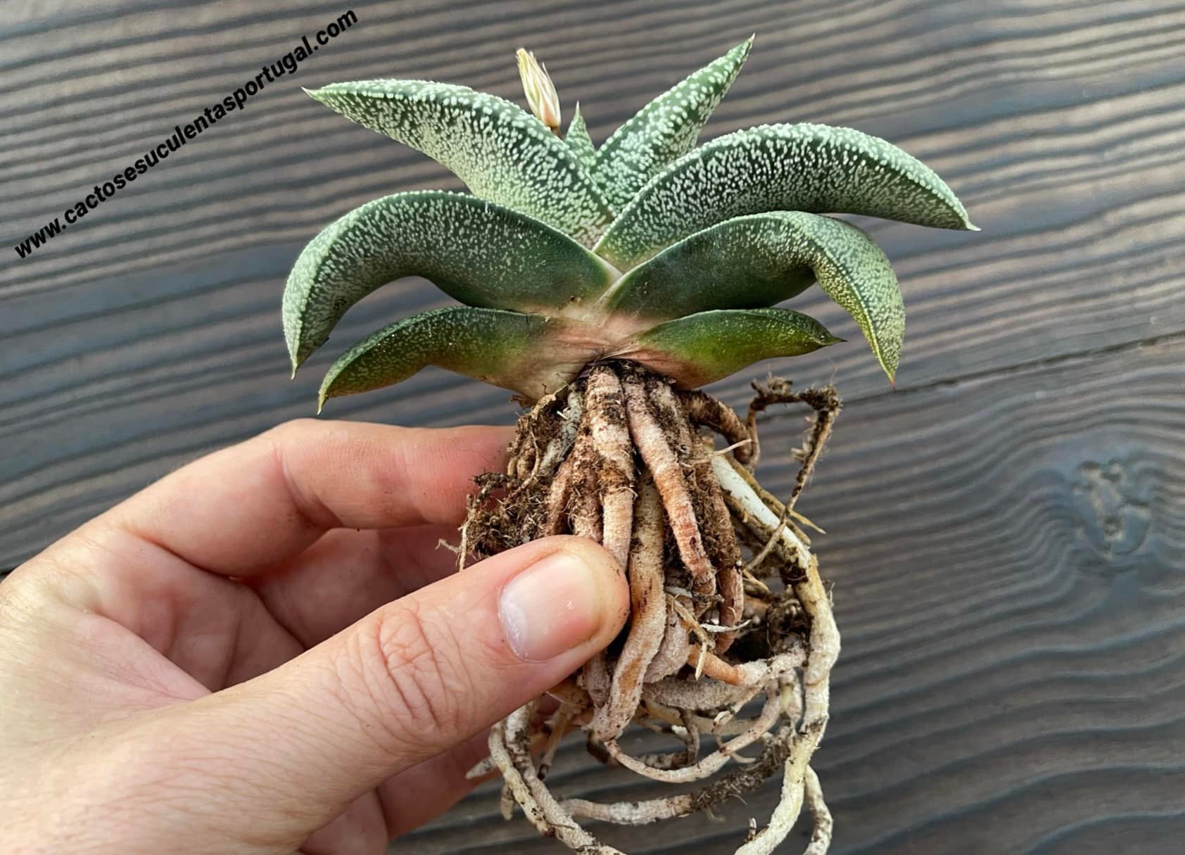 Gasteria nitida var. armstrongii - clone 2020