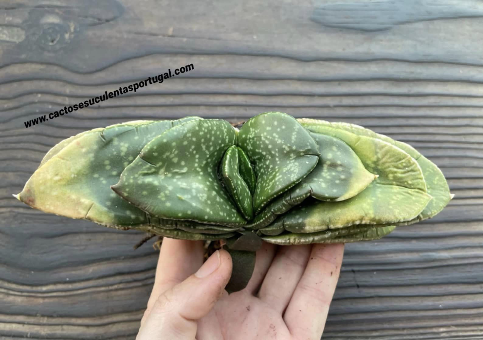 Gasteria nitida var. armstrongii