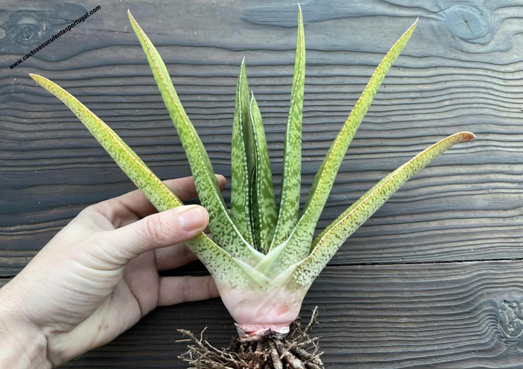 Gasteria pillansii large form.
