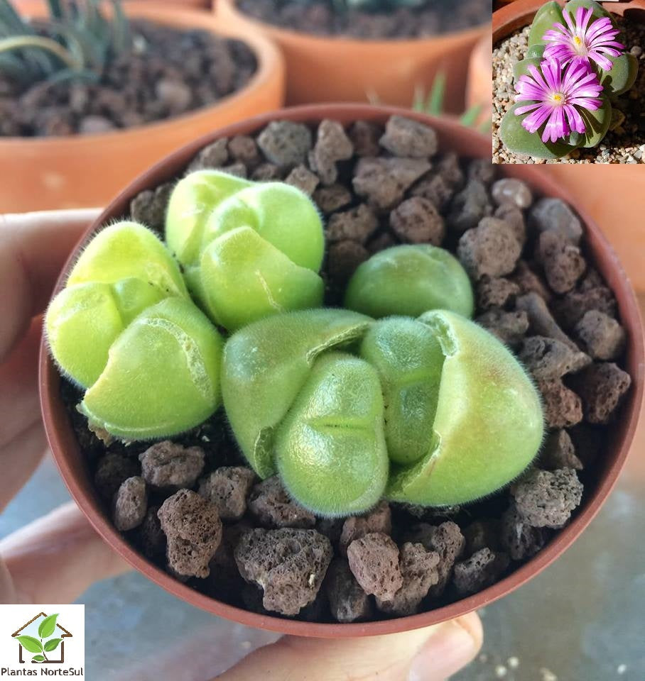 Gibbaeum pilosum