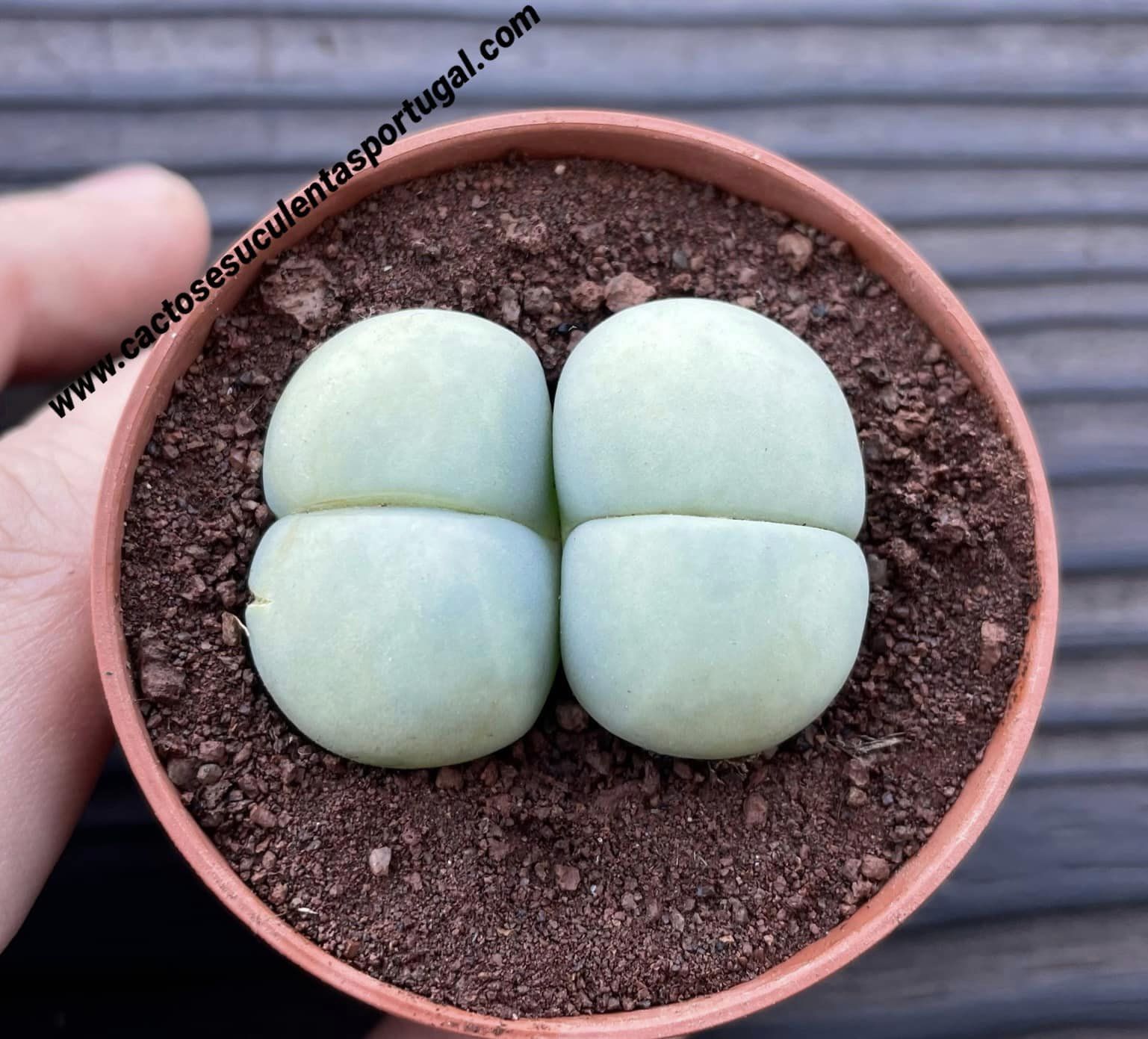 Gibbaeum heathii