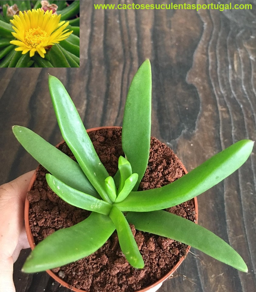 Glottiphyllum longum