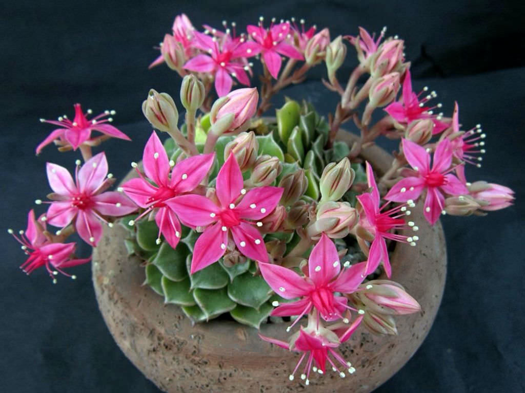 Graptopetalum bellum