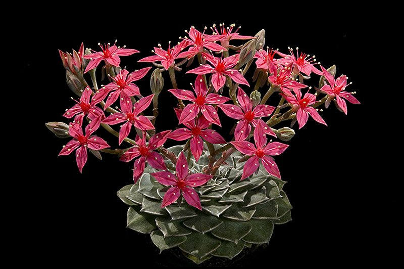 Graptopetalum bellum "Chihuahua Flower"