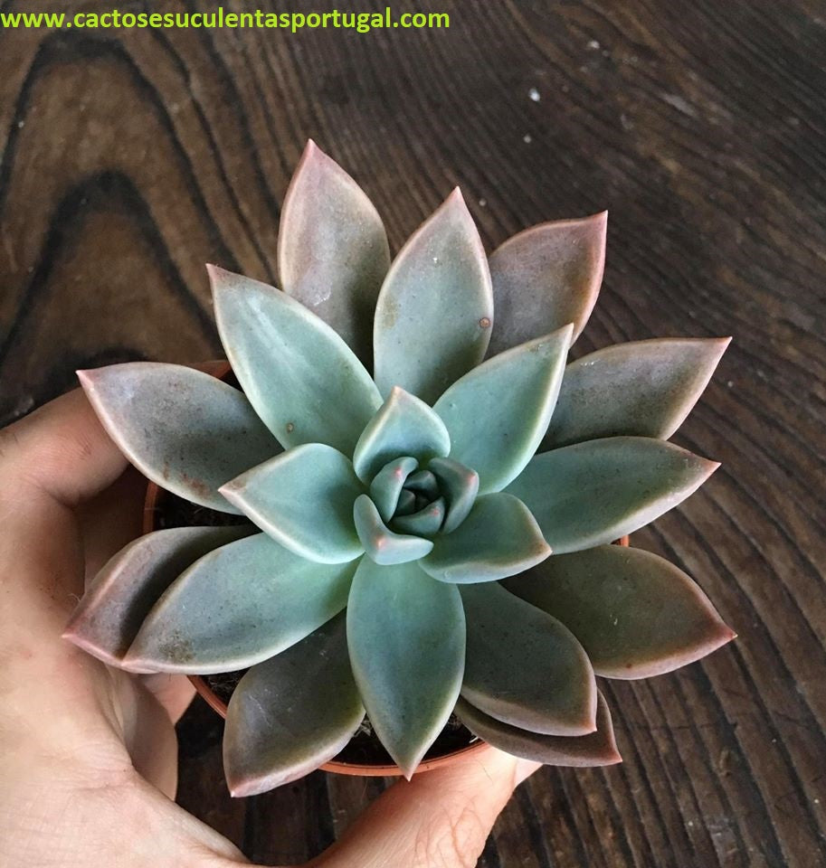 Graptopetalum paraguayense ghost plant