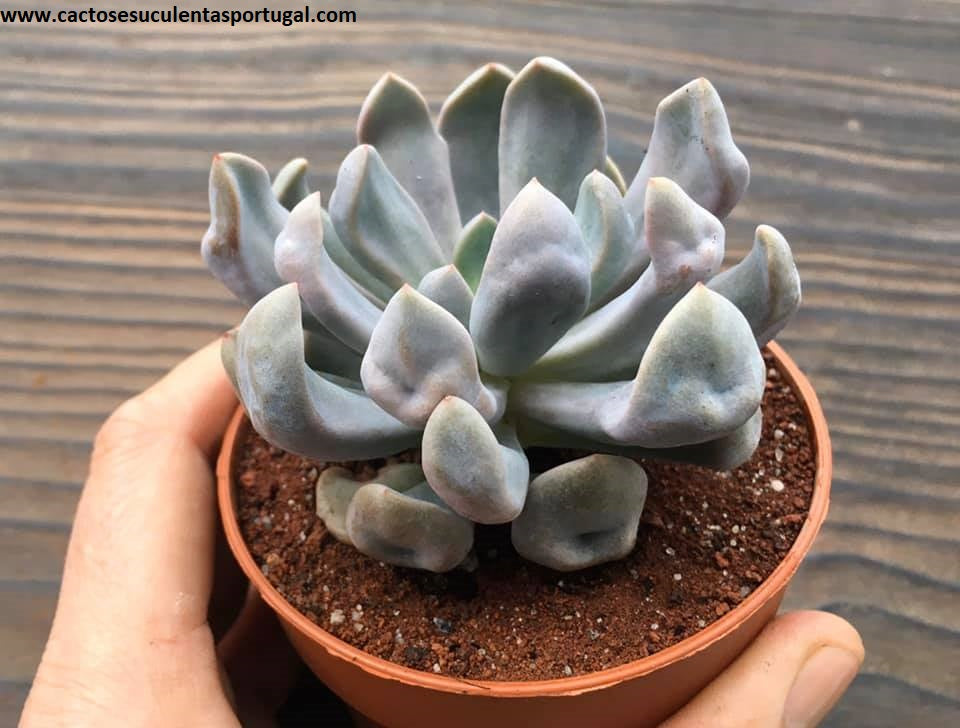 Graptoveria Topsy Debbie Graptoveria Cupid e Graptoveria Lilac Spoons
