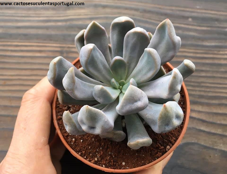 Graptoveria Topsy Debbie Graptoveria Cupid e Graptoveria Lilac Spoons