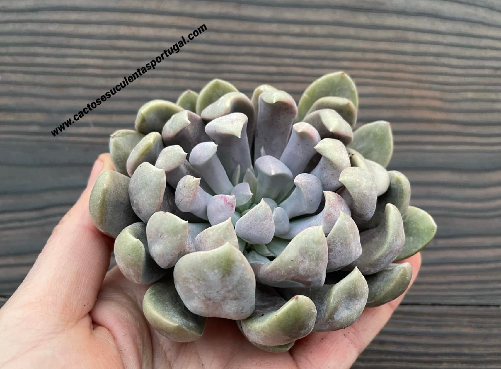 Graptoveria Topsy Debbie aka 'Lilac Spoons' compact