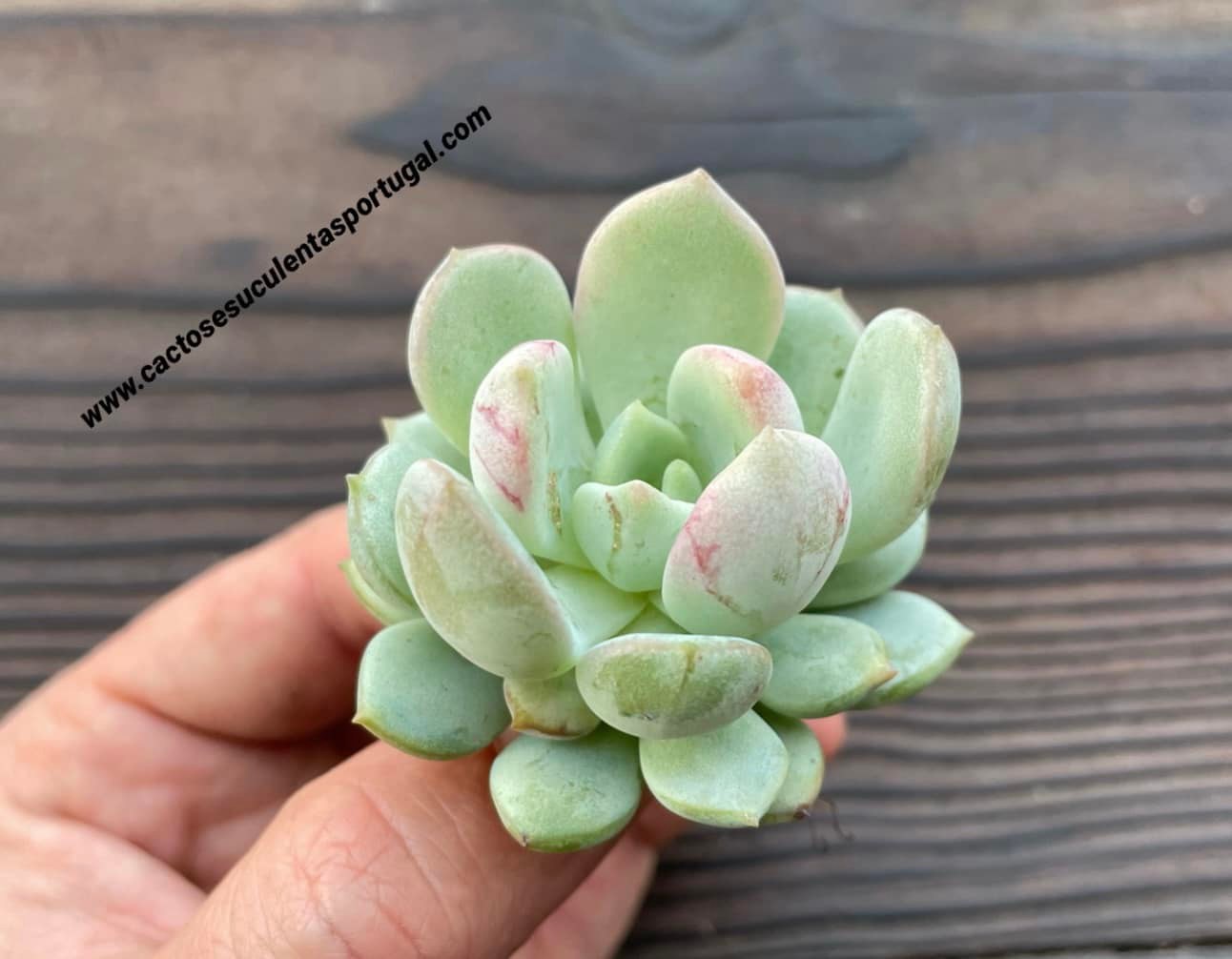 Graptoveria 'A Grim One'