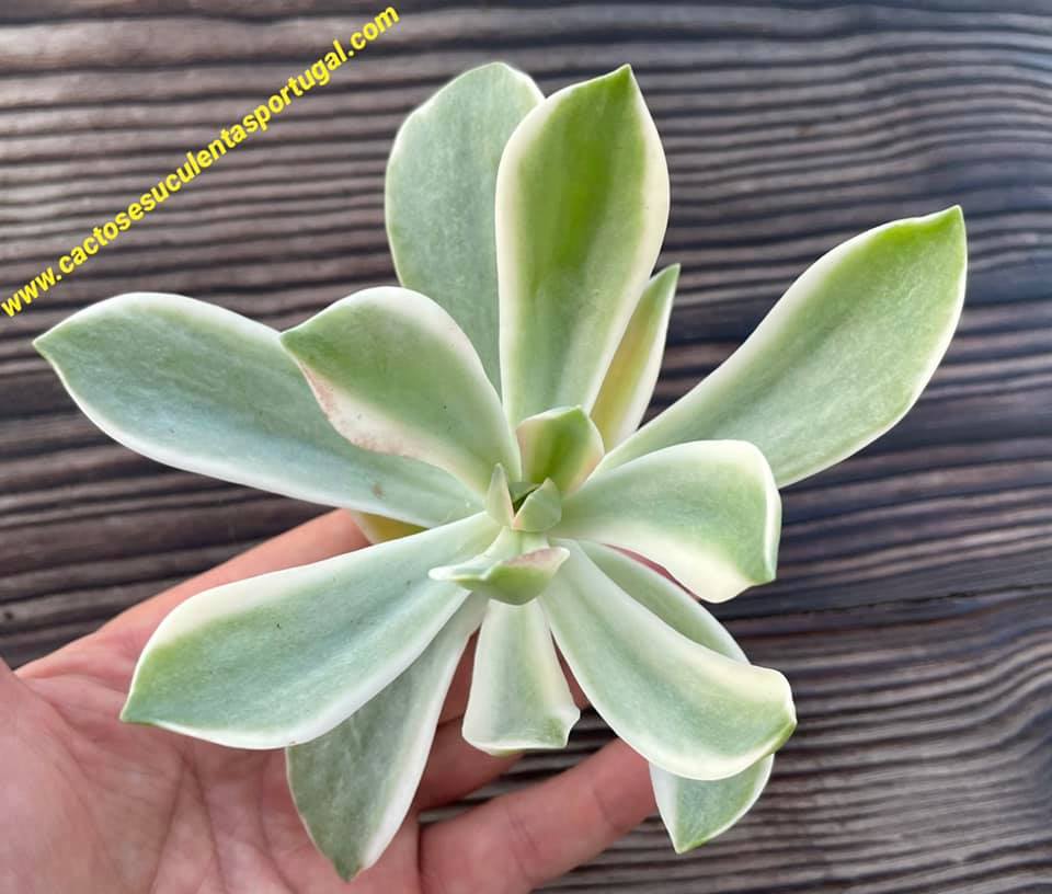 Graptoveria 'Fred Ives' variagata
