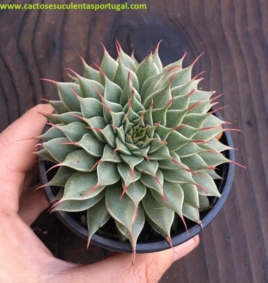 Graptoveria `Silver Star`, vaso 8.5m