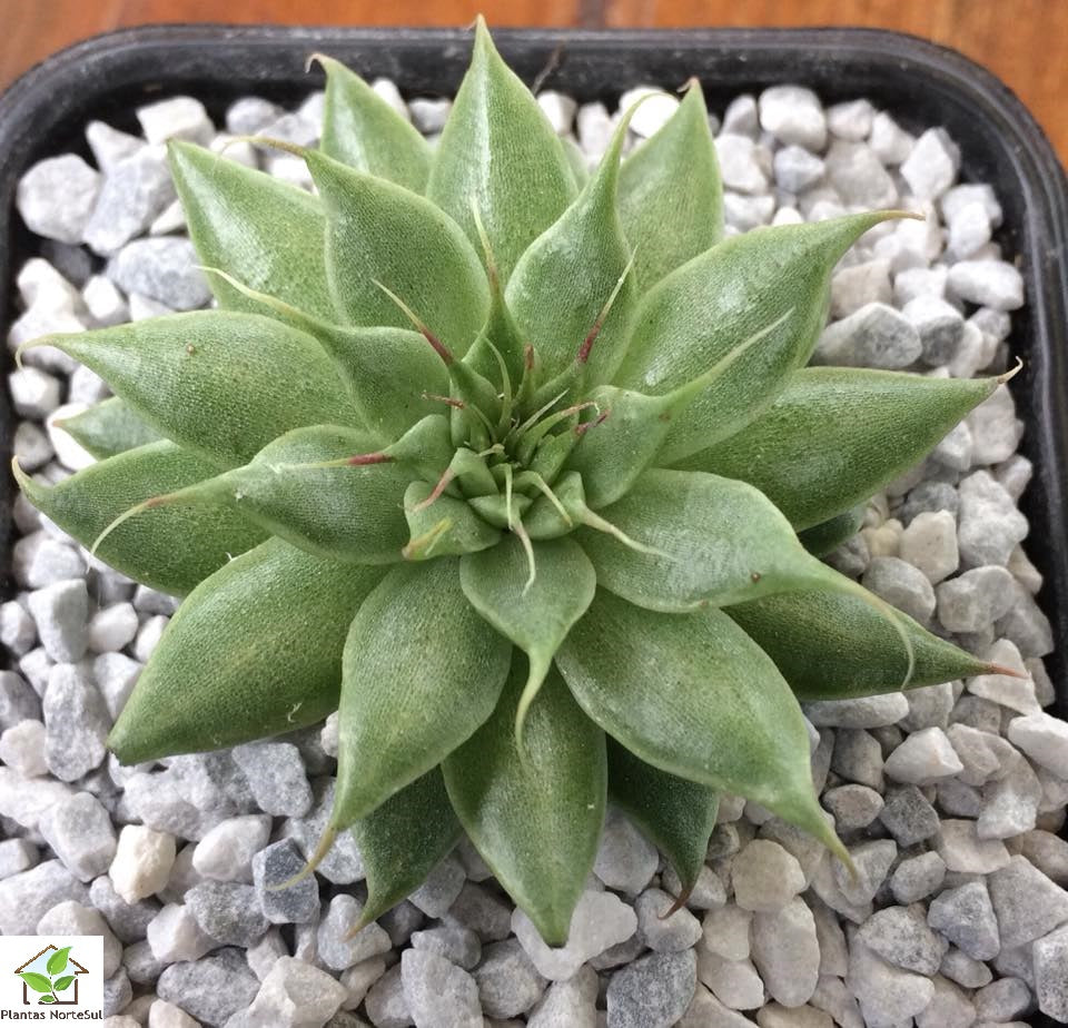 Graptoveria `Silver Star`