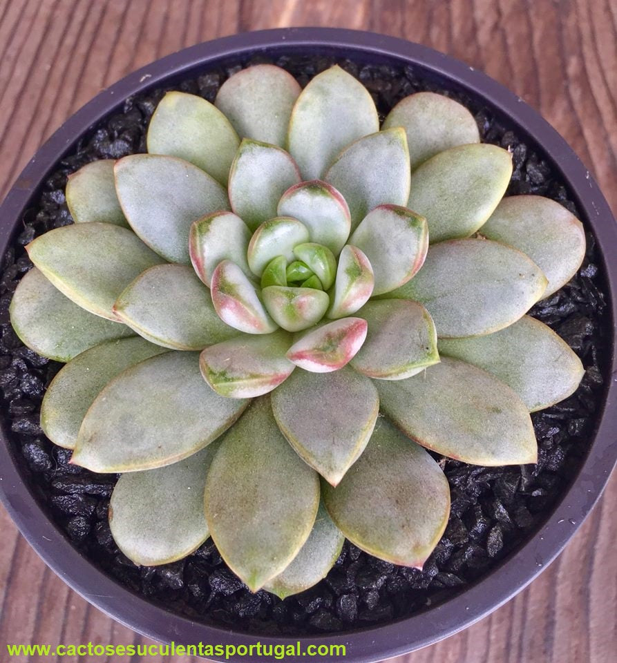 Graptoveria amethorum