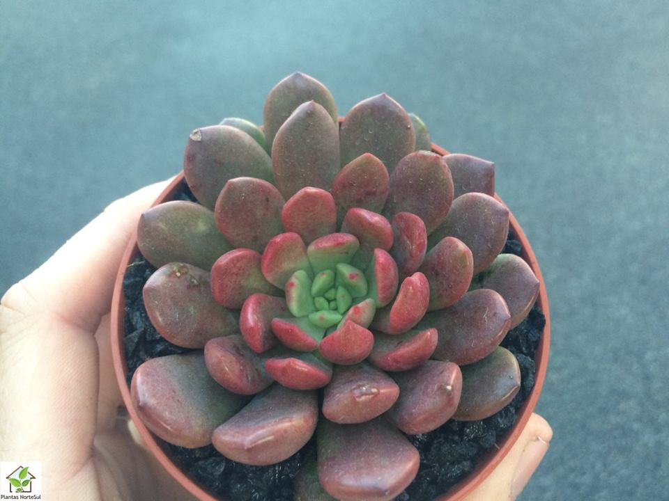 Graptoveria bashful "pink ruby"