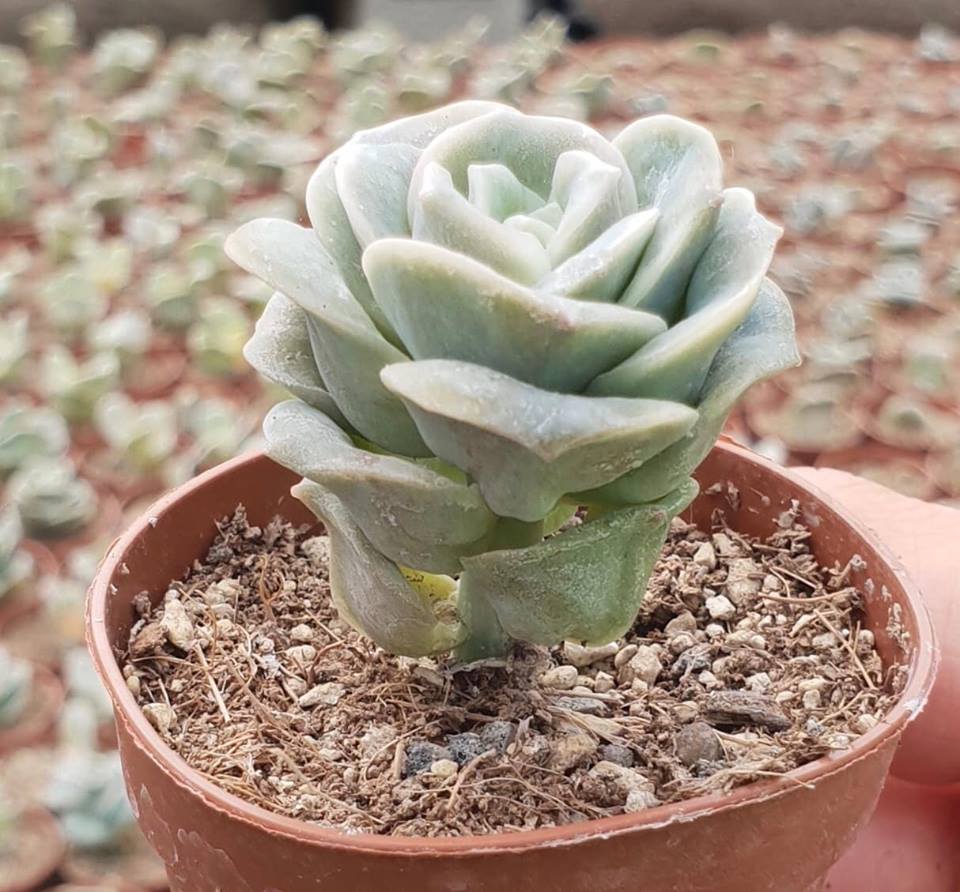 Graptoveria lovely rose