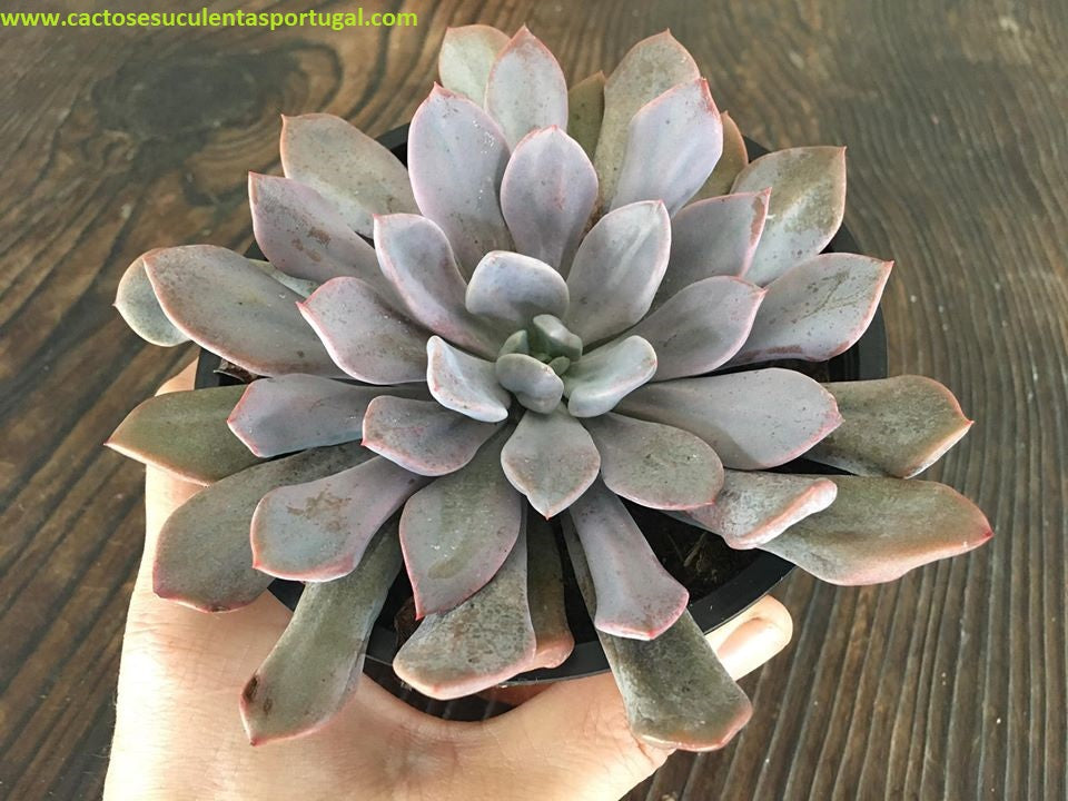 Graptoveria Topsy Debbie - Cupid - Lilac Spoons