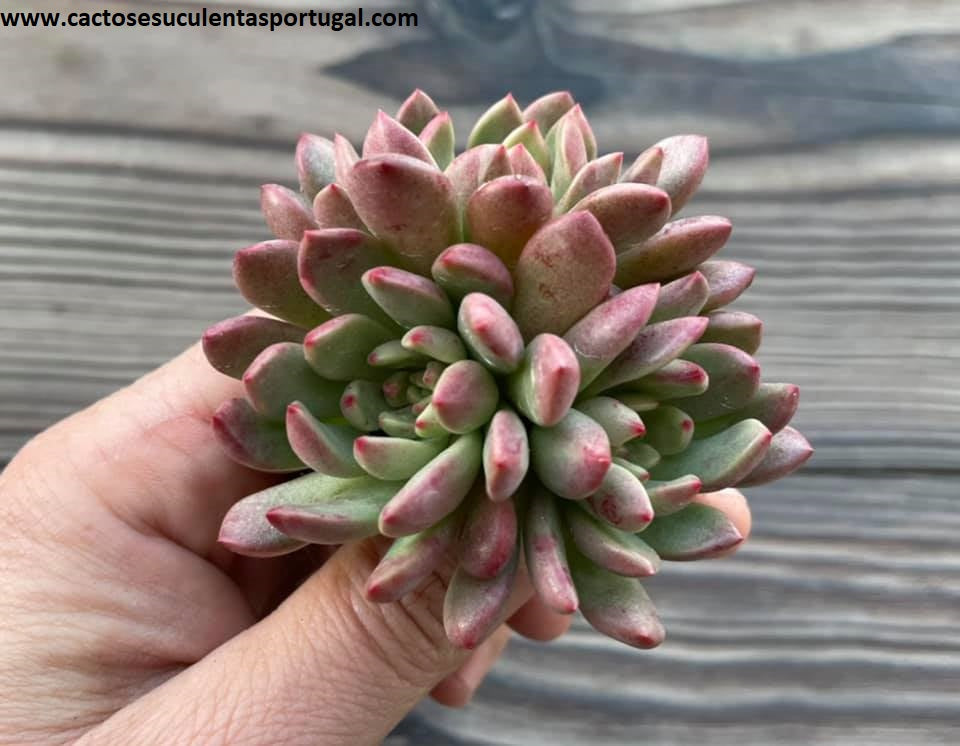 Graptoveria bashful "pink ruby", cluster form.