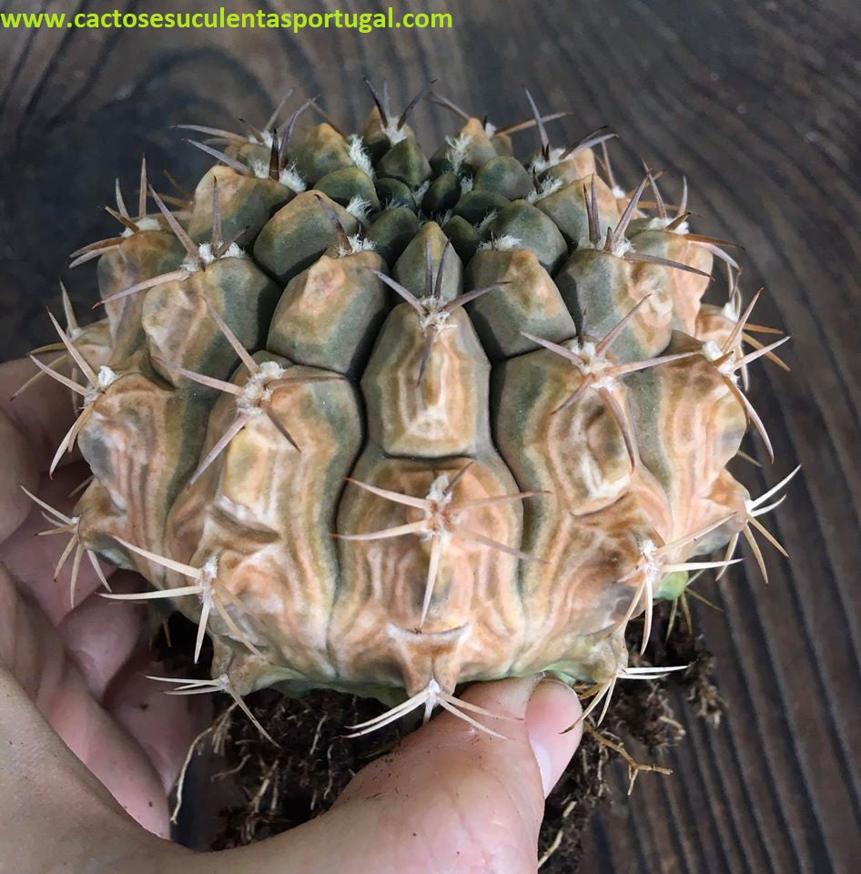 Gymnocalycium Damsii var. Tucavocense, EINZIGARTIG