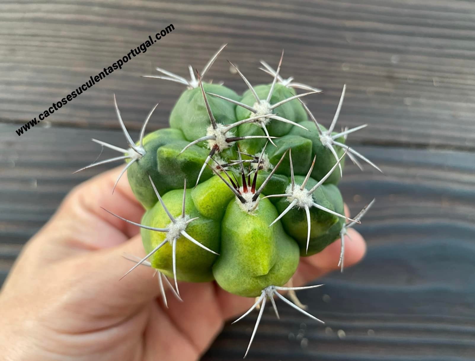 Gymnocalycium carolinense form. variagated
