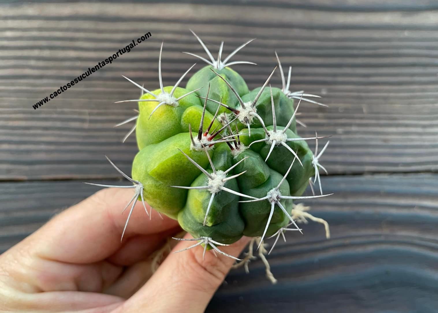 Gymnocalycium carolinense form. variagated