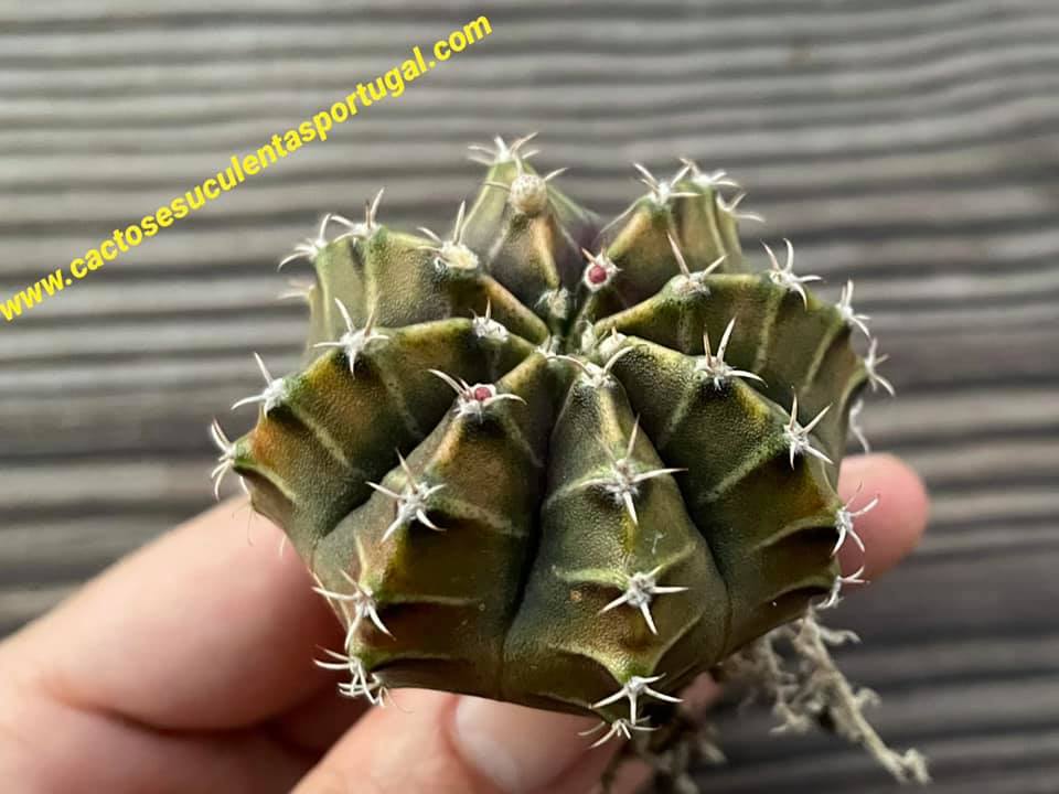 Gymnocalycium mihanovichii lb2178 'agua dulce'