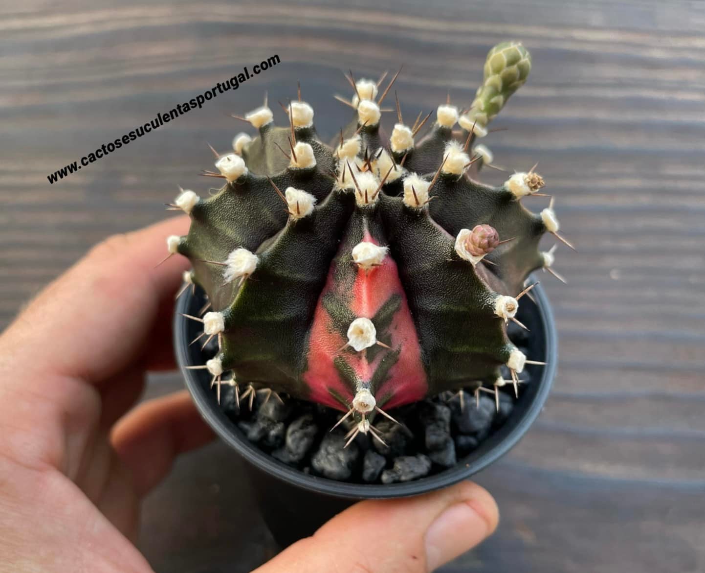 Gymnocalycium mihanovichii var. friedrichii f. varigated