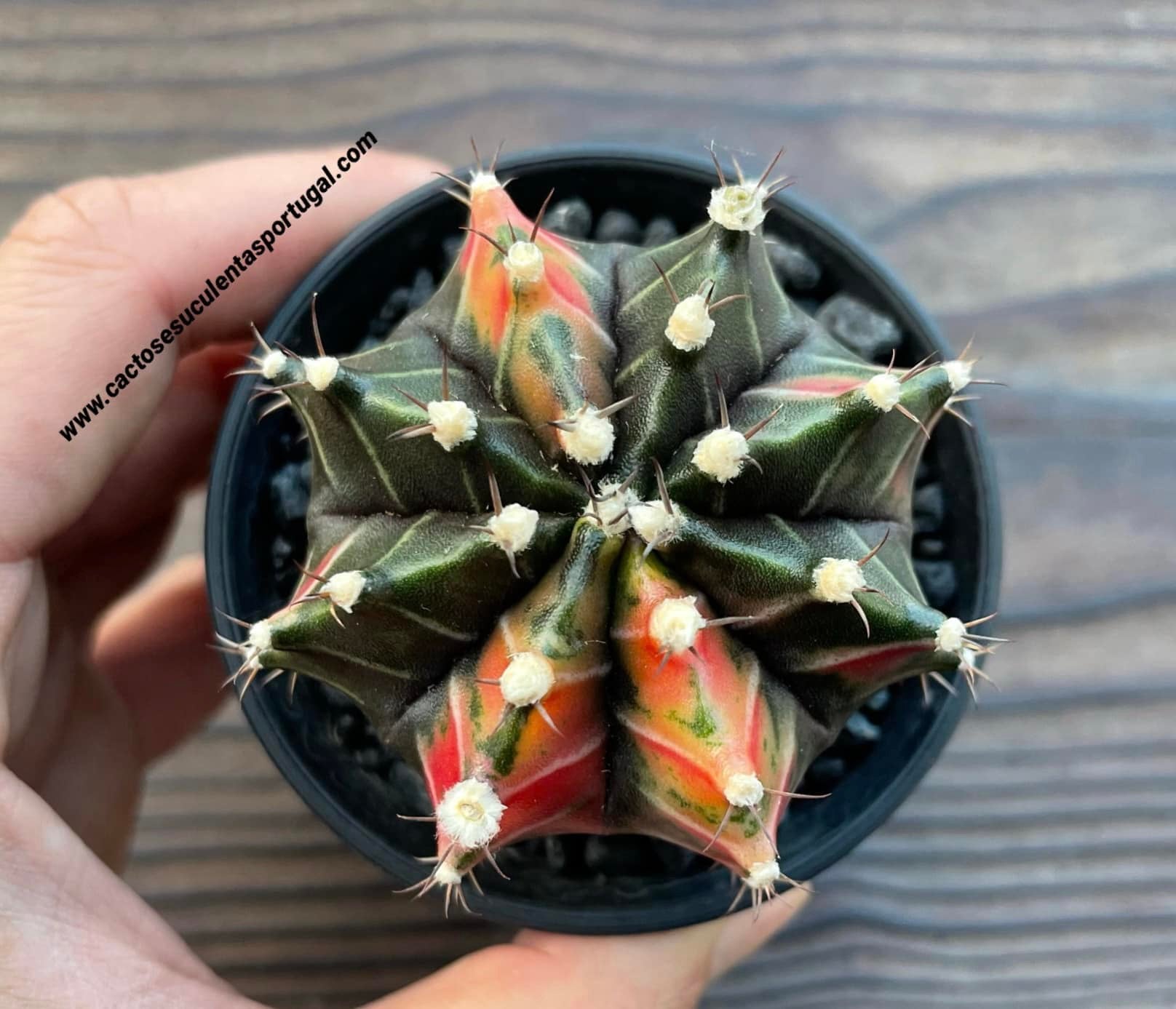 Gymnocalycium mihanovichii var. friedrichii varigated